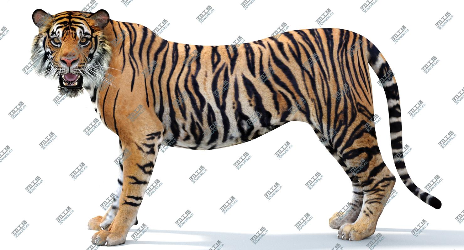 images/goods_img/202105071/Tiger Rigged (2) 3D model/3.jpg